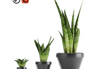 Sansevieria Teil 3 3D Modell
