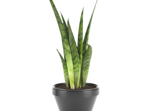 sansevieria part 3 3D Модель