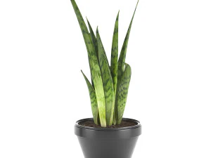 sansevieria part 3 3D Model