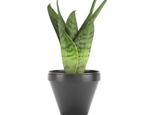 sansevieria part 3 3D Модель