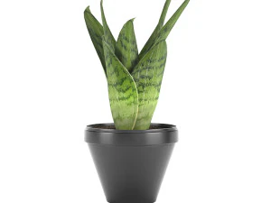 sansevieria part 3 3D Model