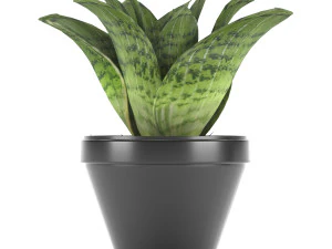 sansevieria part 3 3D Model