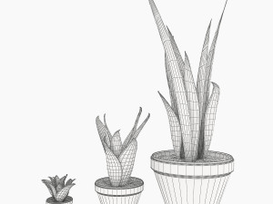 sansevieria part 3 3D Модель