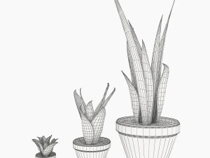 sansevieria part 3 3D Model