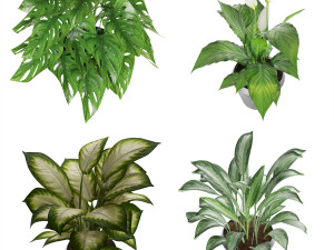 collection plant one 3D 模型