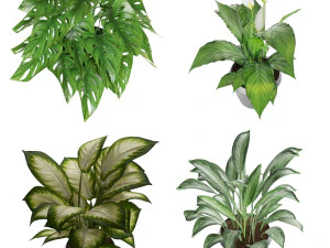 collection plant one 3D Model