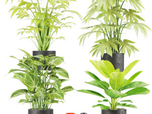 collection plant vol 2 3D 모델