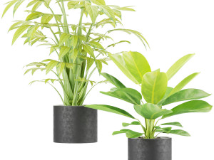 collection plant vol 2 Modelo 3D