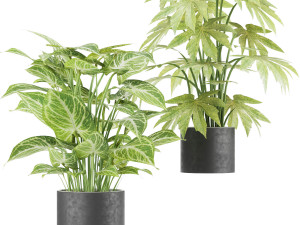 collection plant vol 2 Modelo 3D
