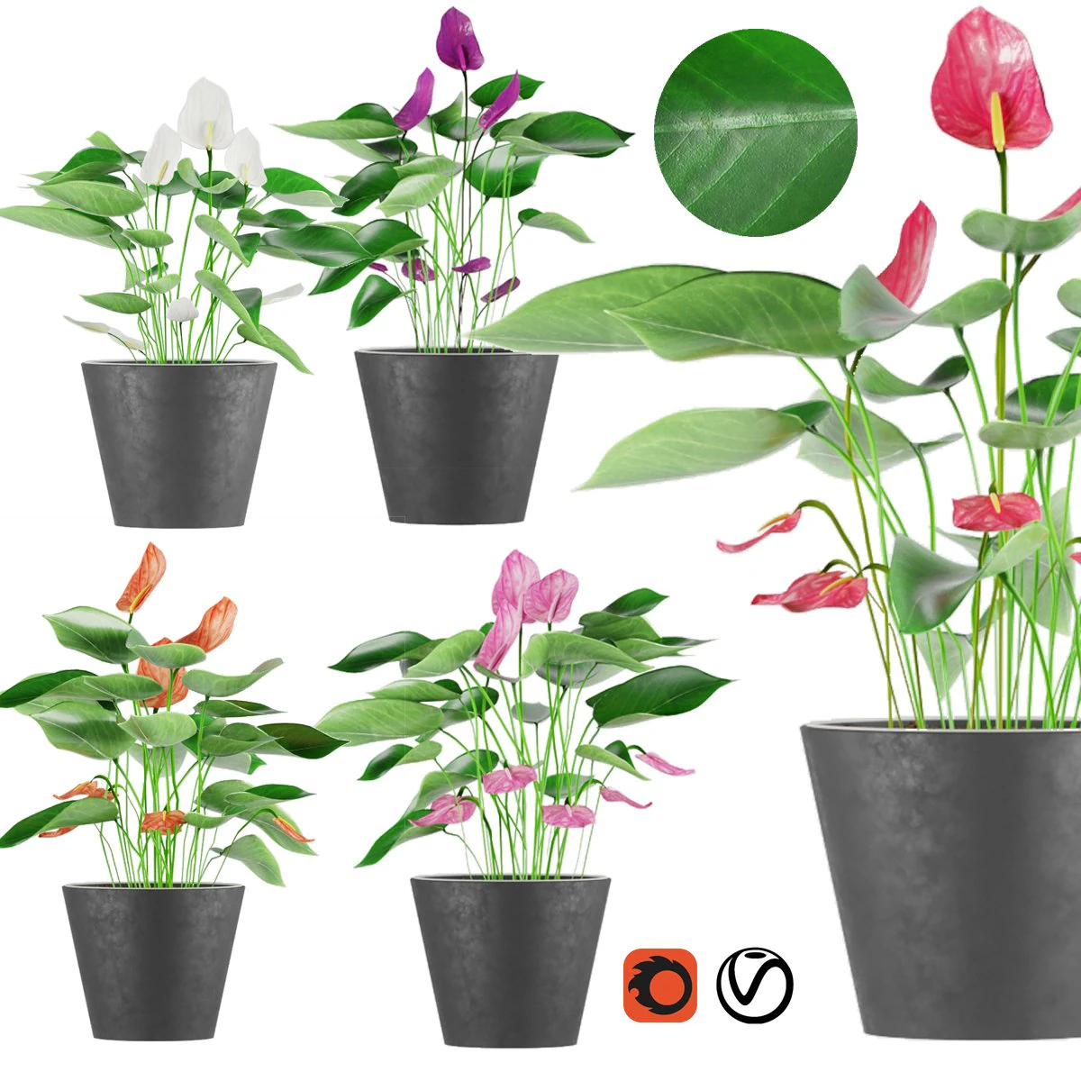 collection plant anthurium 3D Model .c4d .max .obj .3ds .fbx .stl .blend