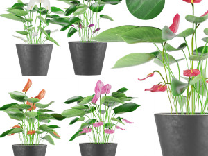 collection plant anthurium 3D Model