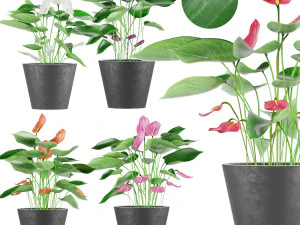 verzamelplant anthurium 3D Model