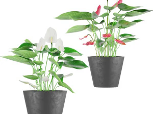 collection plant anthurium 3D Model