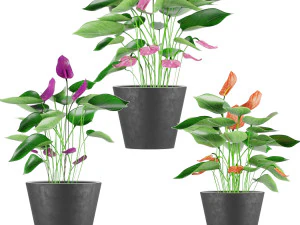 collection plant anthurium 3D Model