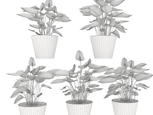 collection plant anthurium 3Dモデル