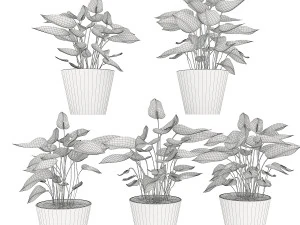 collection plant anthurium 3D Model