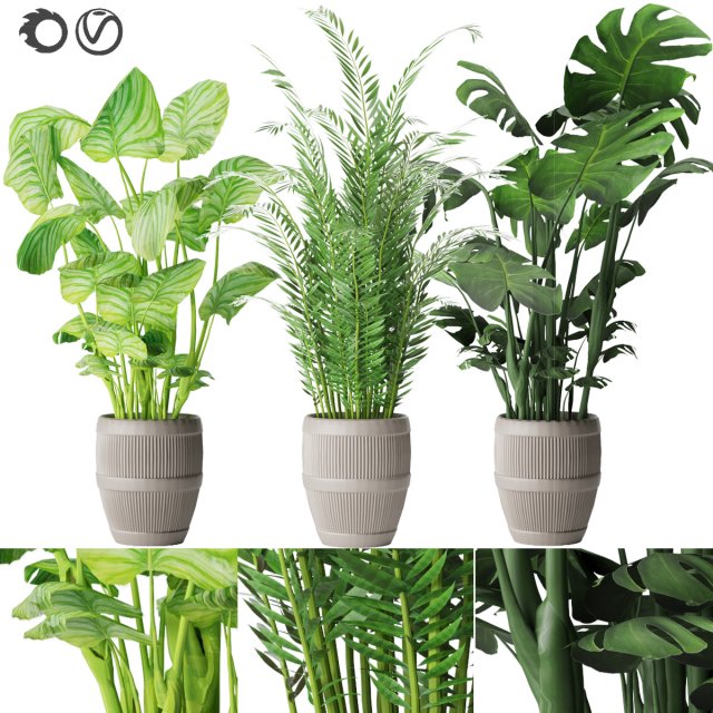 collection plant vol 4 3D Model .c4d .max .obj .3ds .fbx .stl .blend 