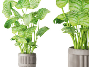 collection plant vol 4 3D Model