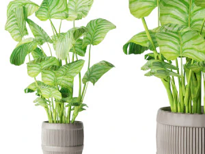 collection plant vol 4 3D Model