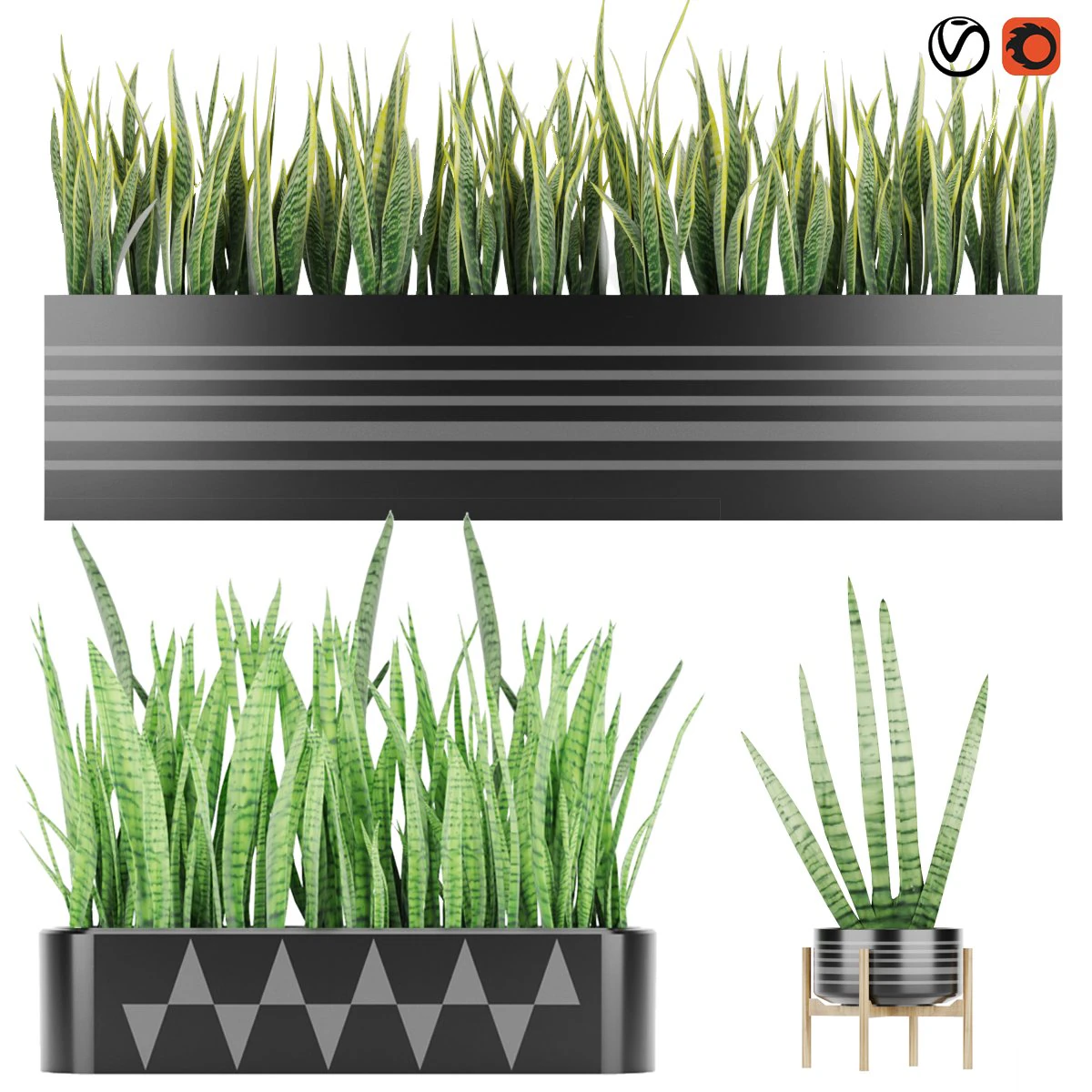 Sansevieria 4 3D Modell .c4d .max .obj .3ds .fbx .stl .blend 