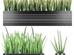 сансевиерия 4 3D Модель