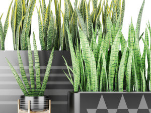 sansevieria 4 Modèle 3D
