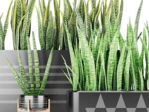 Sansevieria 4 3D Modell