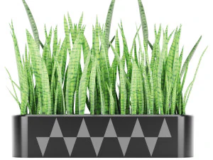 Sansevieria 4 3D Modell