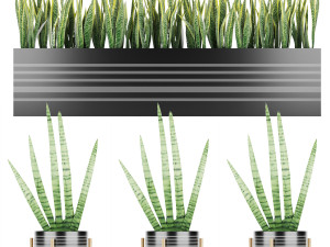 sansevieria 4 Modèle 3D
