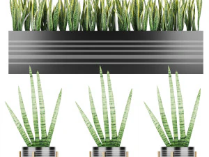 Sansevieria 4 3D Modell