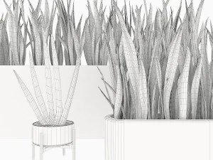 Sansevieria 4 3D Modell