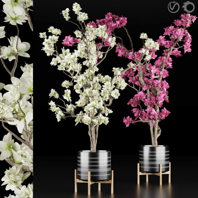 magnolia vol 1 3D Model .c4d .max .obj .3ds .fbx .stl .blend 