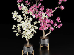 magnolia vol 1 3D Model