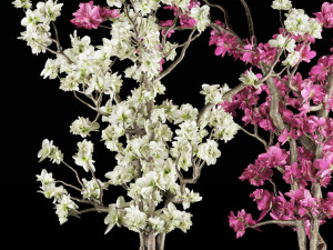 magnolia vol 1 3D Model