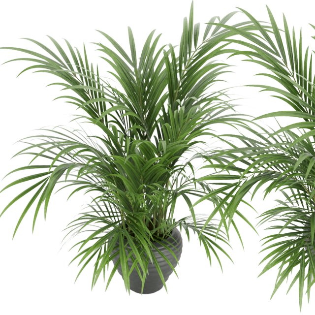 plant 004 kentia palm Model 3D .c4d .max .obj .3ds .fbx .stl .blend 
