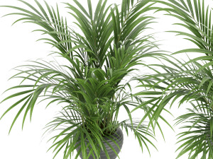 plant 004 kentia palm Model 3D