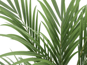plant 004 kentia palm 3D Model