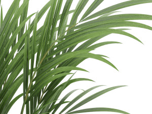 plant 004 kentia palm Model 3D