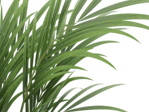 plant 004 kentia palm 3D Model
