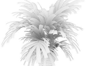 plant 004 kentia palm Model 3D