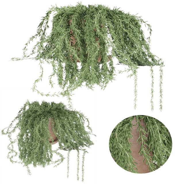 plant 005 senecio radicans 3D Model .c4d .max .obj .3ds .fbx .stl .blend