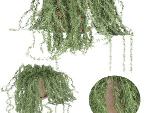 roślina 005 senecio radicans Model 3D