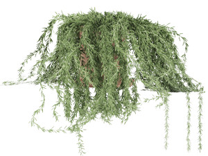 plant 005 senecio radicans 3D Model