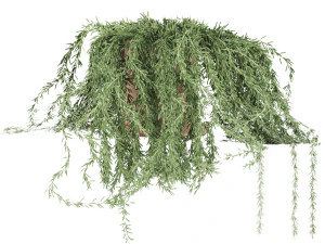 plant 005 senecio radicans 3D Model