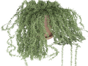 plant 005 senecio radicans 3D Model