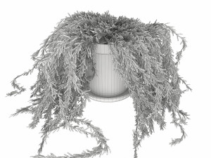 plant 005 senecio radicans 3D Model