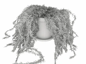 plant 005 senecio radicans 3D Model