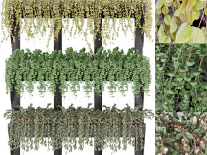 collection plant vol 8 3D Model