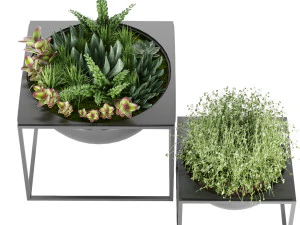 collection plant vol 11 3D Model