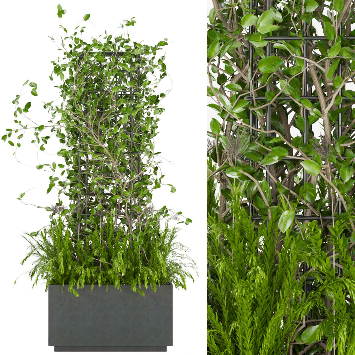 collection plant vol 17 3D Model .c4d .max .obj .3ds .fbx .stl .blend